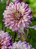 Koristedaalia ''Smokey'' 1 kpl