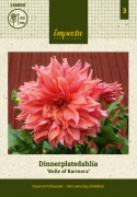Lautasdaalia ''Belle of Barmera'' 1 kpl