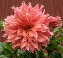 Lautasdaalia ''Belle of Barmera'' 1 kpl