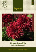 Lautasdaalia ''Bohemian Spartacus'' 1 kpl