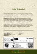 Lautasdaalia ''Café au Lait'' 1 kpl