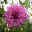 Lautasdaalia ''Café au Lait Rosé'' 1 kpl