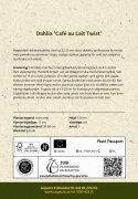 Lautasdaalia ''Café au Lait Twist'' 1 kpl