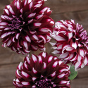 Lautasdaalia ''Tartan'' 1 kpl