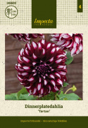 Lautasdaalia ''Tartan'' 1 kpl