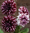 Lautasdaalia ''Tartan'' 1 kpl