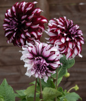 Lautasdaalia ''Tartan'' 1 kpl