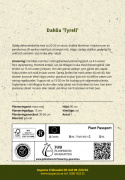 Lautasdaalia ''Tyrell'' 1 kpl