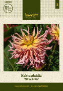 Kaktusdaalia ''Alfred Grille'' 1 kpl