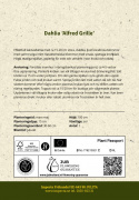 Kaktusdaalia ''Alfred Grille'' 1 kpl