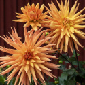 Kaktusdaalia ''Gold Crown'' 1 kpl
