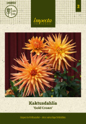 Kaktusdaalia ''Gold Crown'' 1 kpl