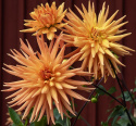 Kaktusdaalia ''Gold Crown'' 1 kpl