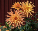Kaktusdaalia ''Gold Crown'' 1 kpl