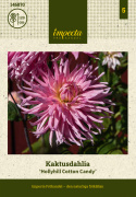Kaktusdaalia 'Hollyhill Cotton Candy', Kukkien terälehdet ovat kaktusdaalialle tunnusomaisen kapeita ja teräviä.