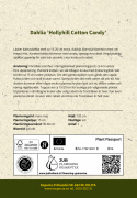 Kaktusdaalia 'Hollyhill Cotton Candy', Kukkien terälehdet ovat kaktusdaalialle tunnusomaisen kapeita ja teräviä.