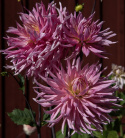 Kaktusdaalia 'Hollyhill Cotton Candy', Kukkien terälehdet ovat kaktusdaalialle tunnusomaisen kapeita ja teräviä.