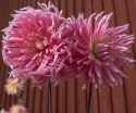 Kaktusdaalia 'Hollyhill Cotton Candy', Kukkien terälehdet ovat kaktusdaalialle tunnusomaisen kapeita ja teräviä.