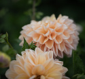 Koristedaalia 'Honey Dew', kerrotut kukat ovat pehmeän voinkeltaisia, aprikoosin ja vaalean lohenpunaisia.