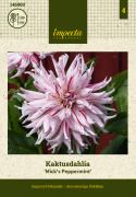 Kaktusdaalia ''Mick''s Peppermint'' 1 kpl