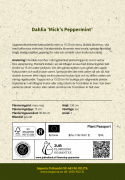 Kaktusdaalia ''Mick''s Peppermint'' 1 kpl