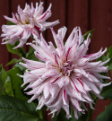 Kaktusdaalia ''Mick''s Peppermint'' 1 kpl