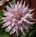 Kaktusdaalia ''Mick''s Peppermint'' 1 kpl