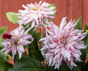 Kaktusdaalia ''Mick''s Peppermint'' 1 kpl