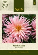 Kaktusdaalia ''Preference'' 1 kpl