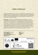 Kaktusdaalia ''Preference'' 1 kpl