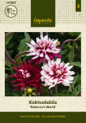 Kaktusdaalia ''Rebecca''s World'' 1 kpl