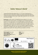 Kaktusdaalia ''Rebecca''s World'' 1 kpl