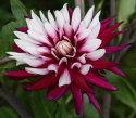 Kaktusdaalia ''Rebecca''s World'' 1 kpl