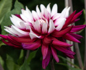 Kaktusdaalia ''Rebecca''s World'' 1 kpl