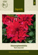 Lautasdaalia 'Red Labyrinth', kerrotut kukat ovat loistavan punaiset ja niiden alapinta on vaaleanpunainen.