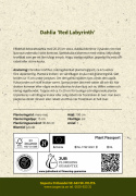Lautasdaalia 'Red Labyrinth', kerrotut kukat ovat loistavan punaiset ja niiden alapinta on vaaleanpunainen.