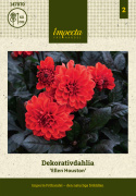 Koristedaalia 'Ellen Houston', n. 7-10 cm suuret, voimakkaan helakanpunaiset kukat ja tummat, pronssinvihreät lehdet ja varret.
