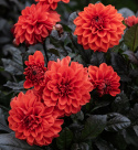 Koristedaalia 'Ellen Houston', n. 7-10 cm suuret, voimakkaan helakanpunaiset kukat ja tummat, pronssinvihreät lehdet ja varret.