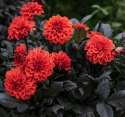 Koristedaalia 'Ellen Houston', n. 7-10 cm suuret, voimakkaan helakanpunaiset kukat ja tummat, pronssinvihreät lehdet ja varret.
