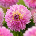 Tarhadaalia ''Sakura Fubuki'' 1 kpl