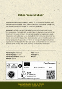Tarhadaalia ''Sakura Fubuki'' 1 kpl
