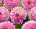 Tarhadaalia ''Sakura Fubuki'' 1 kpl