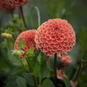 Pompondaalia 'Cornel Bronze', olla on halkaisijaltaan n. 6-8 cm kokoisia suuria, tiheitä.