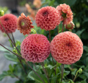 Pompondaalia 'Cornel Bronze', olla on halkaisijaltaan n. 6-8 cm kokoisia suuria, tiheitä.