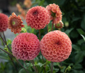 Pompondaalia 'Cornel Bronze', olla on halkaisijaltaan n. 6-8 cm kokoisia suuria, tiheitä.