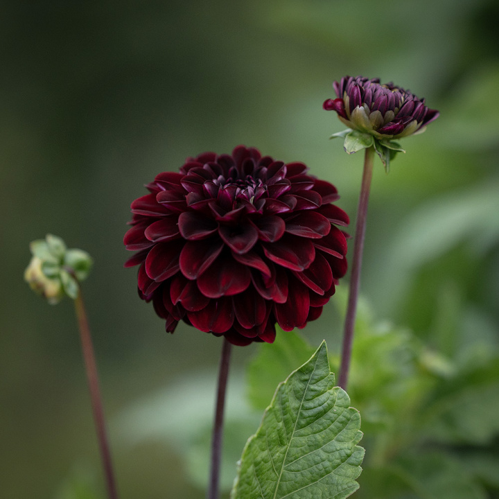 Pompondaalia 'Dark Spirit', Upea pompondaalia, jolla on halkaisijaltaan n. 6-8 cm kokoisia suuria.