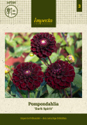 Pompondaalia 'Dark Spirit', Upea pompondaalia, jolla on halkaisijaltaan n. 6-8 cm kokoisia suuria.