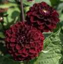 Pompondaalia 'Dark Spirit', Upea pompondaalia, jolla on halkaisijaltaan n. 6-8 cm kokoisia suuria.