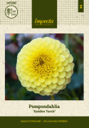 Pompondaalia 'Golden Torch', Upea pompondaalia, jolla on halkaisijaltaan n. 8-10 cm.