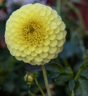 Pompondaalia 'Golden Torch', Upea pompondaalia, jolla on halkaisijaltaan n. 8-10 cm.